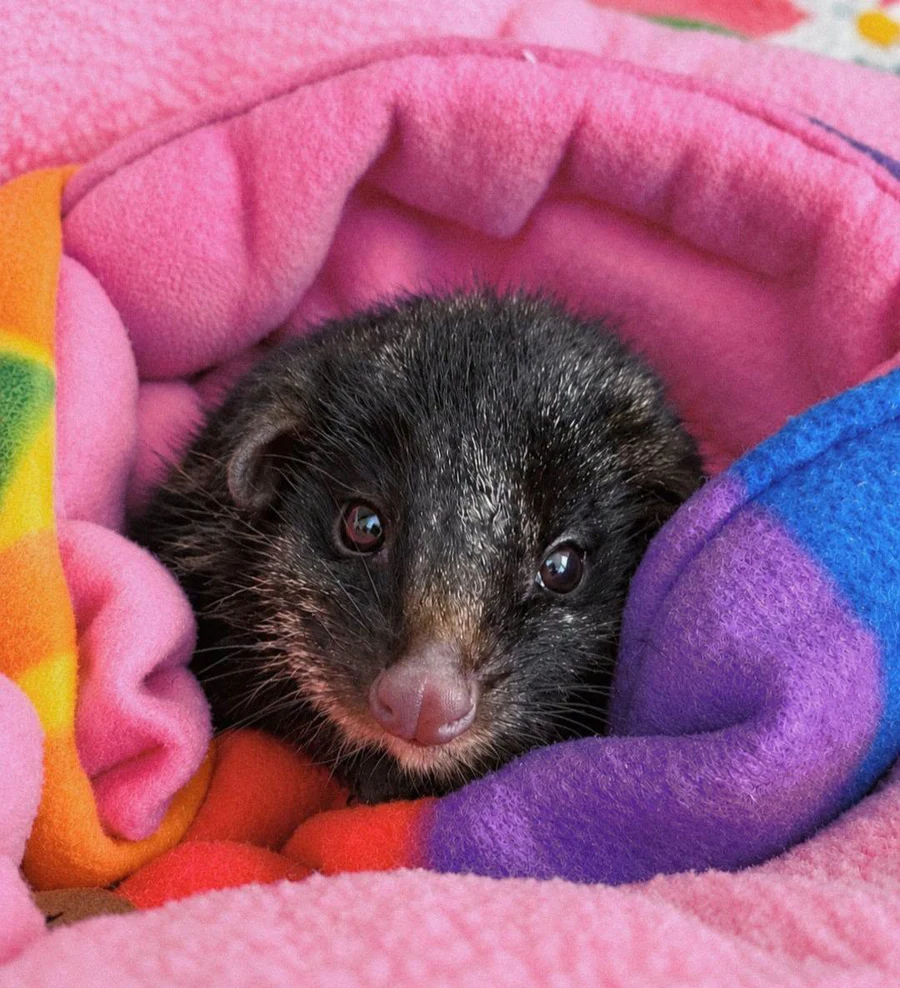 A young possum nestled among colourful handmade fleece