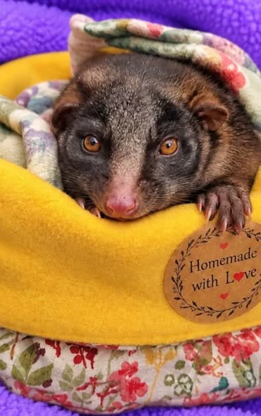 A young possum resting in a handmade yellow nest