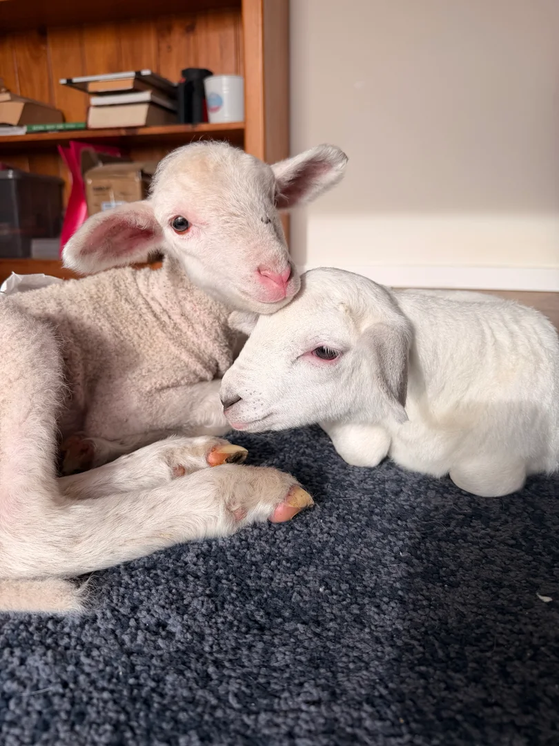 Two young sheep resting together