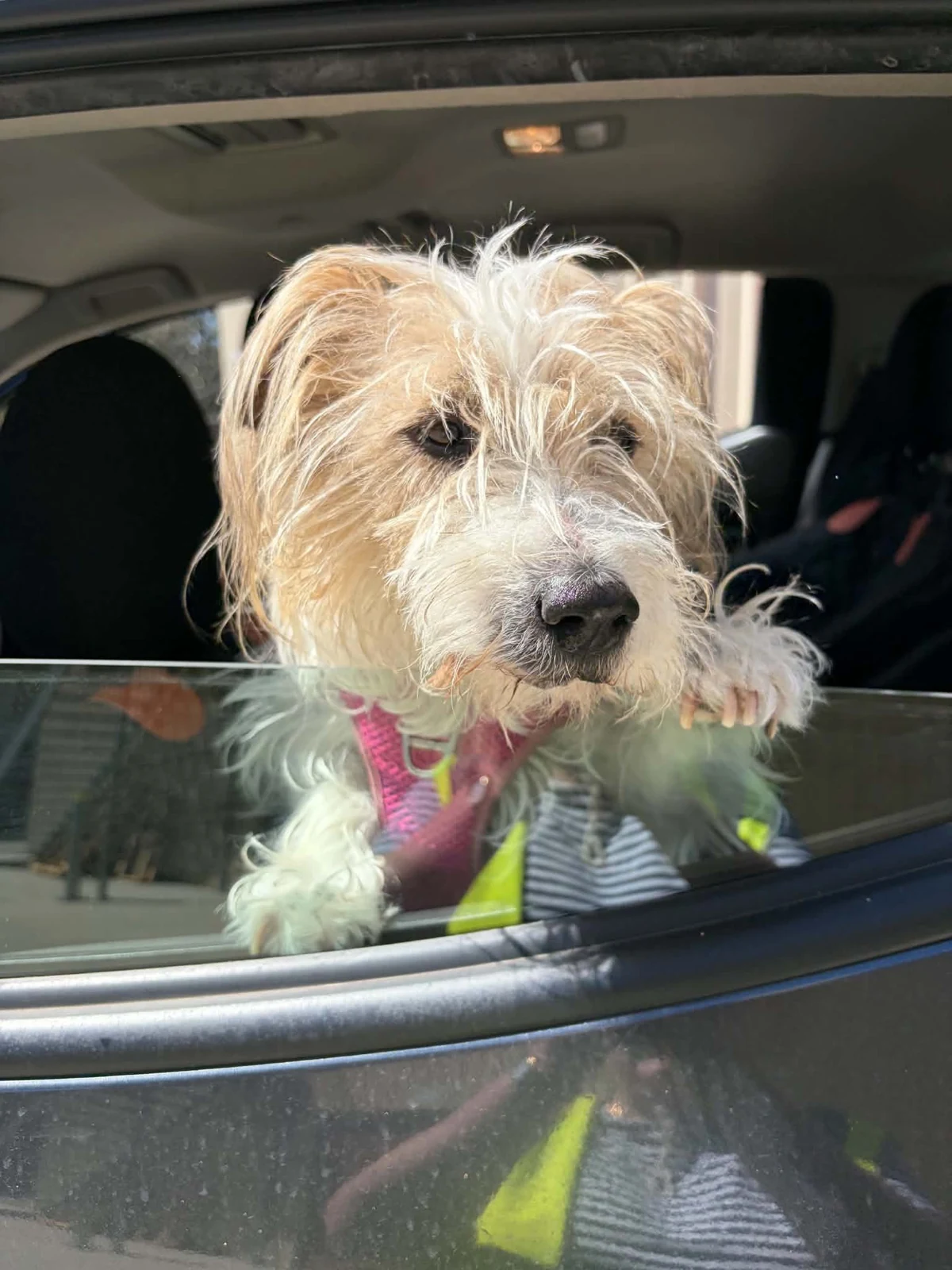 A dog looking out of a vehicle window