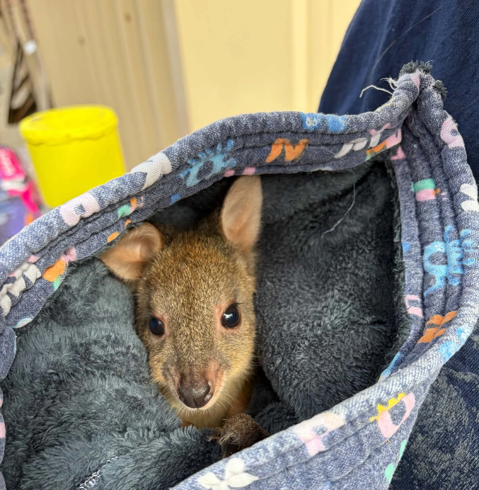 A joey resting in a handmade pouch