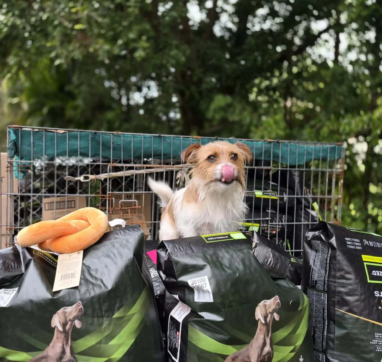 A small dog among donated pet food at Kempsey