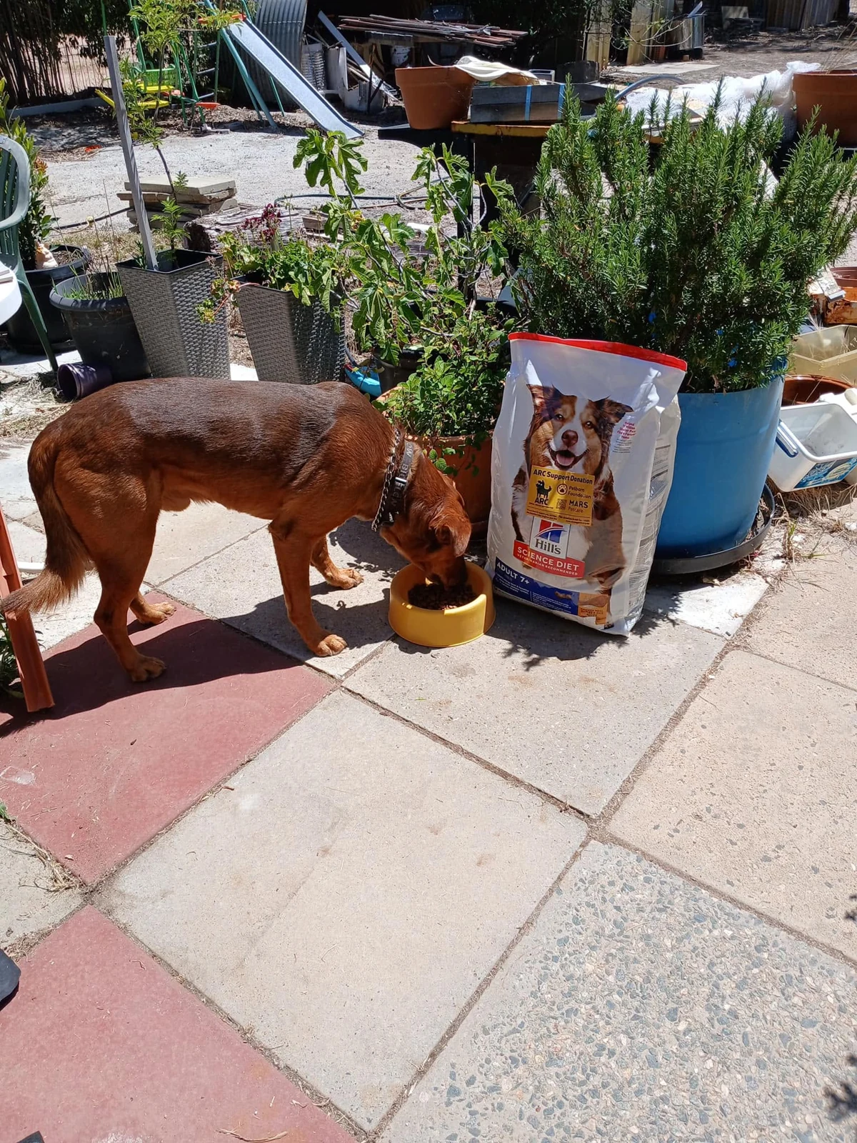 A dog eating beside a bag of ARC-donated food