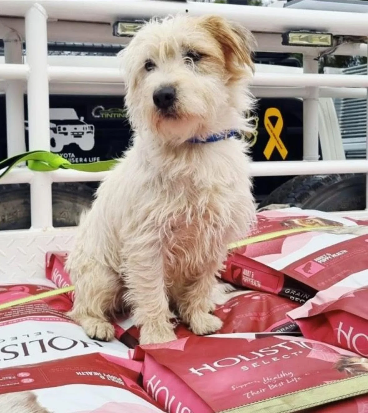 A dog sitting on donated pet food in a ute