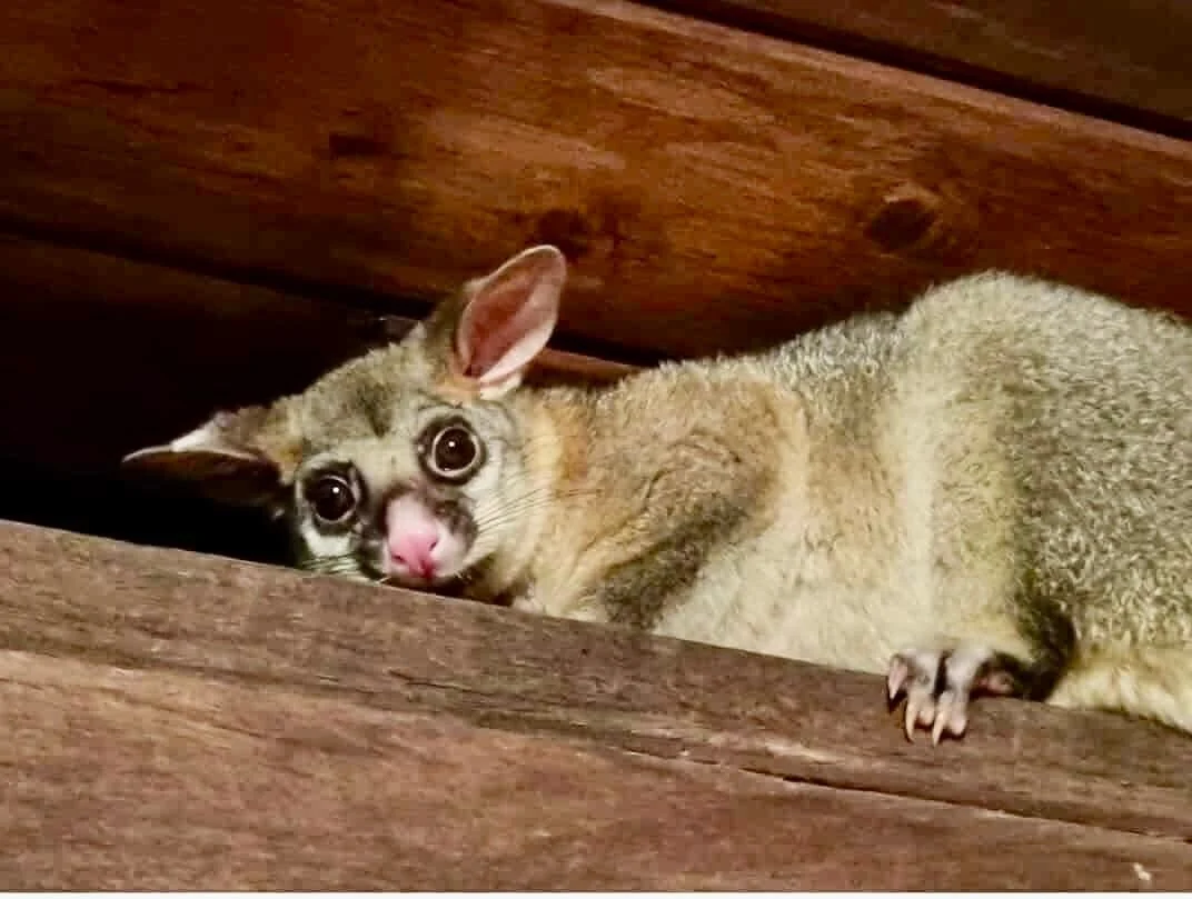 A possum resting in a wooden shelter