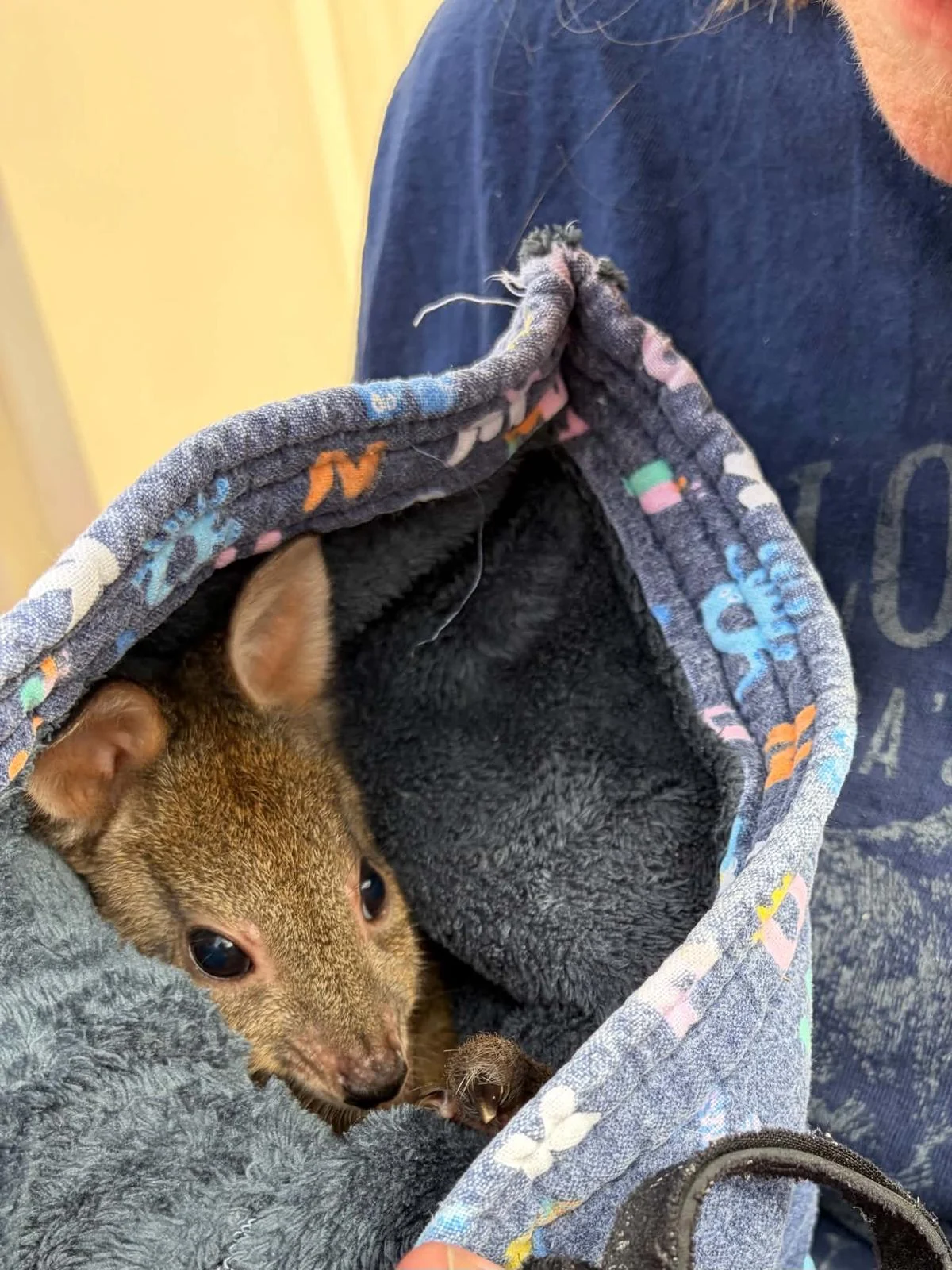 A joey resting in a lined fabric pouch