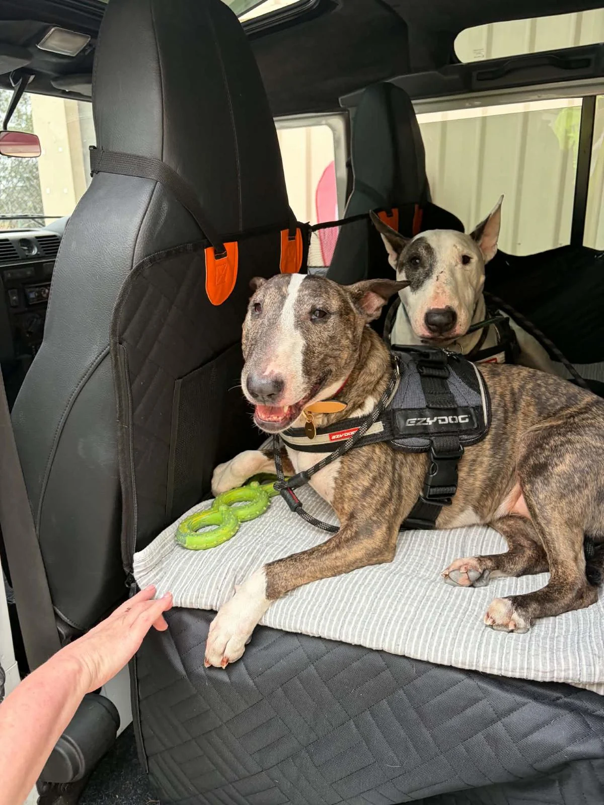 Two dogs resting together on the back seat of a vehicle