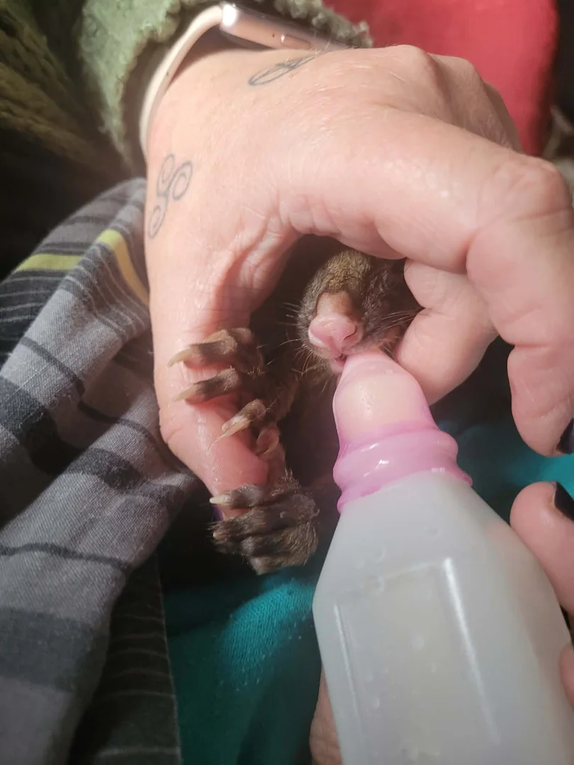 ARC animals and community at work