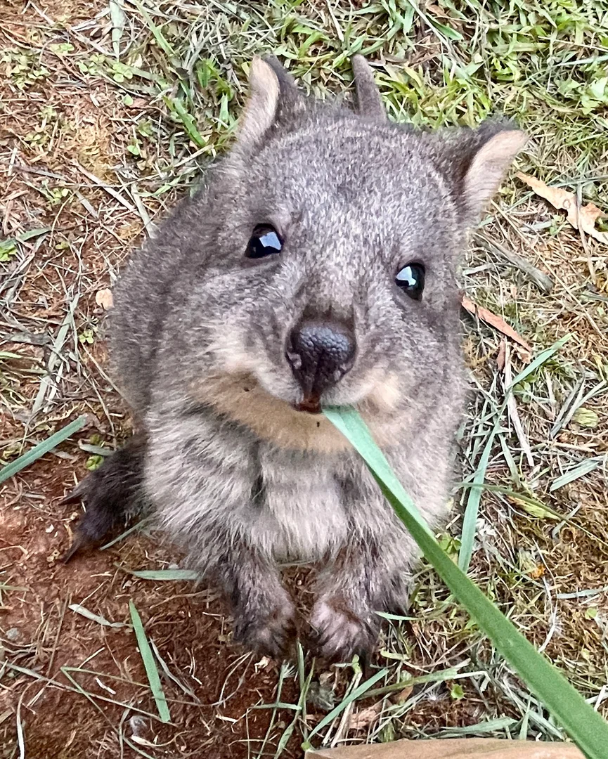 A young wombat chewing grass