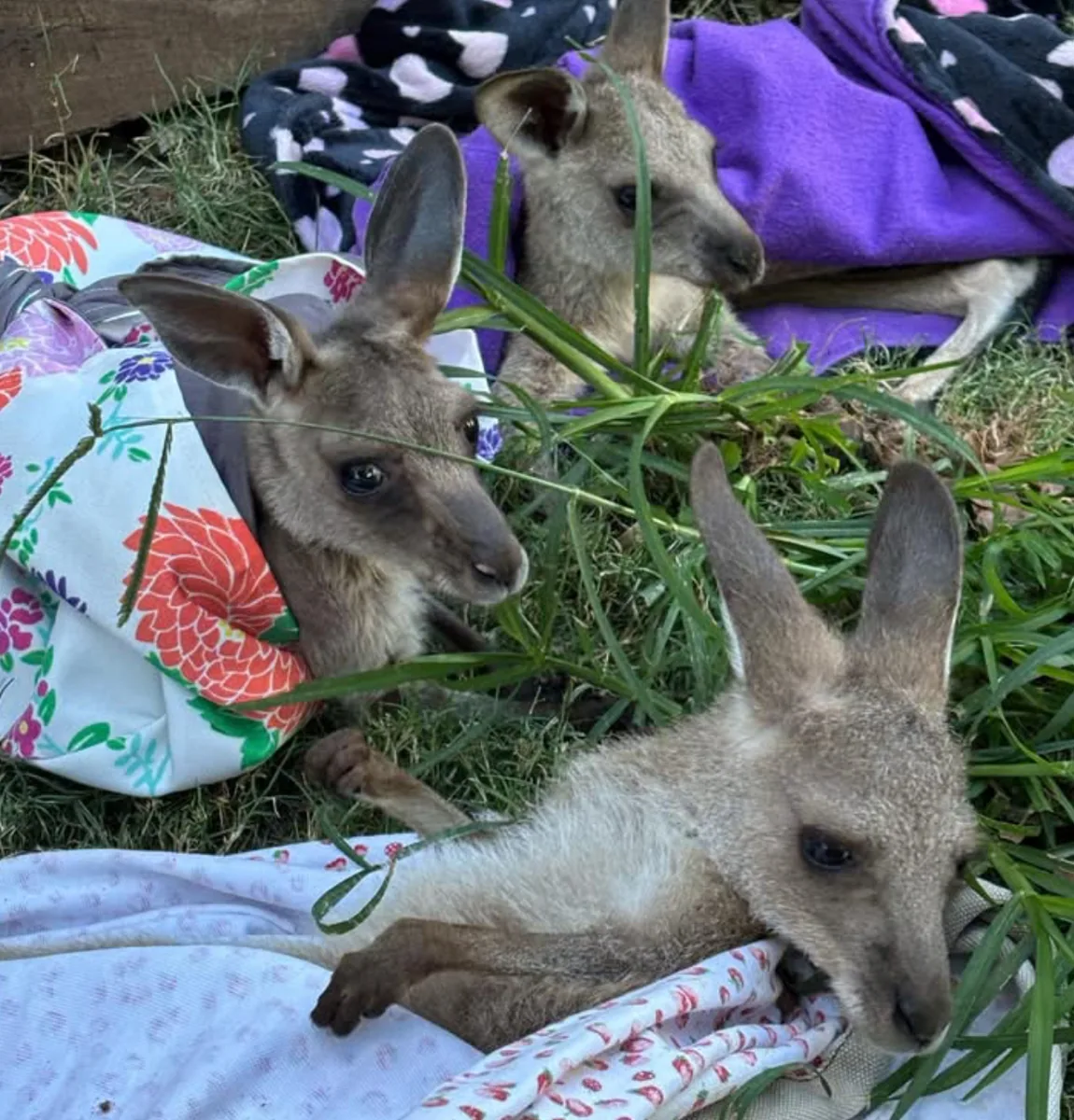 Joeys in handmade pouches