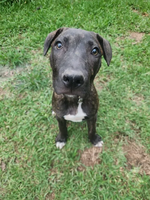 A brindle dog looking up from the grass
