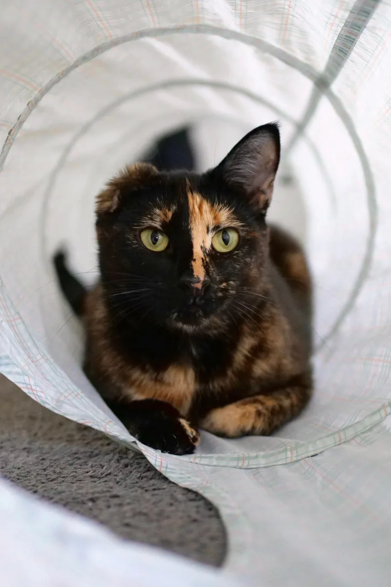 A tortoiseshell cat peering through a fabric tunnel