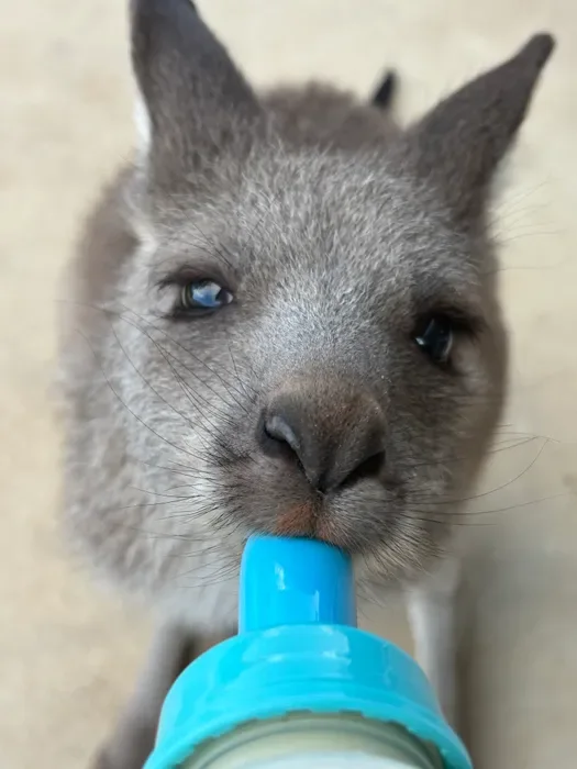 A young kangaroo drinking from a bottle