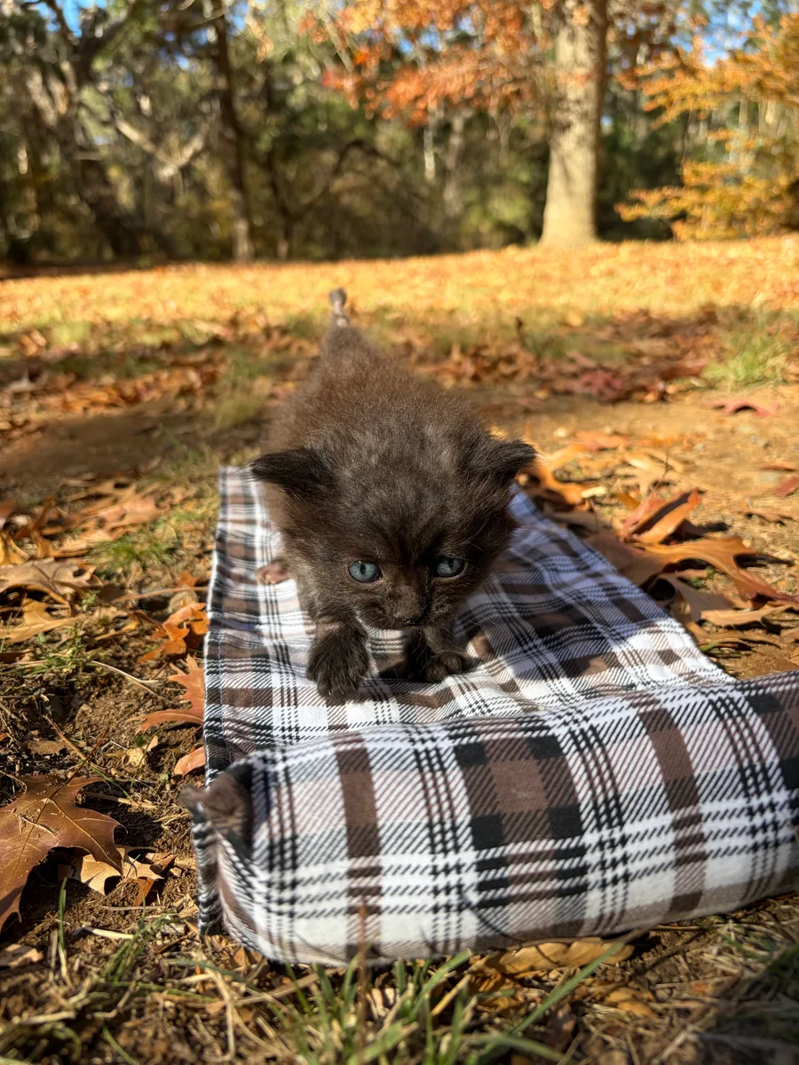 A small black kitten on a checked blanket outdoors