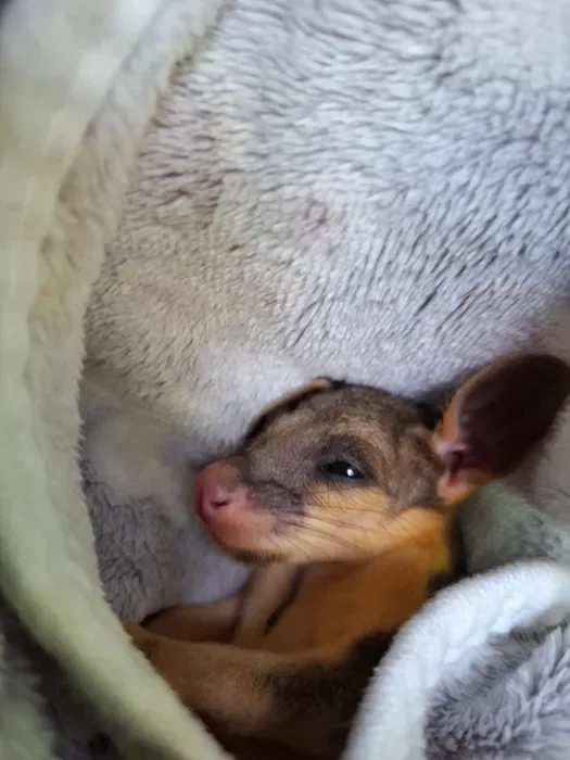A small possum nestled in a soft blanket