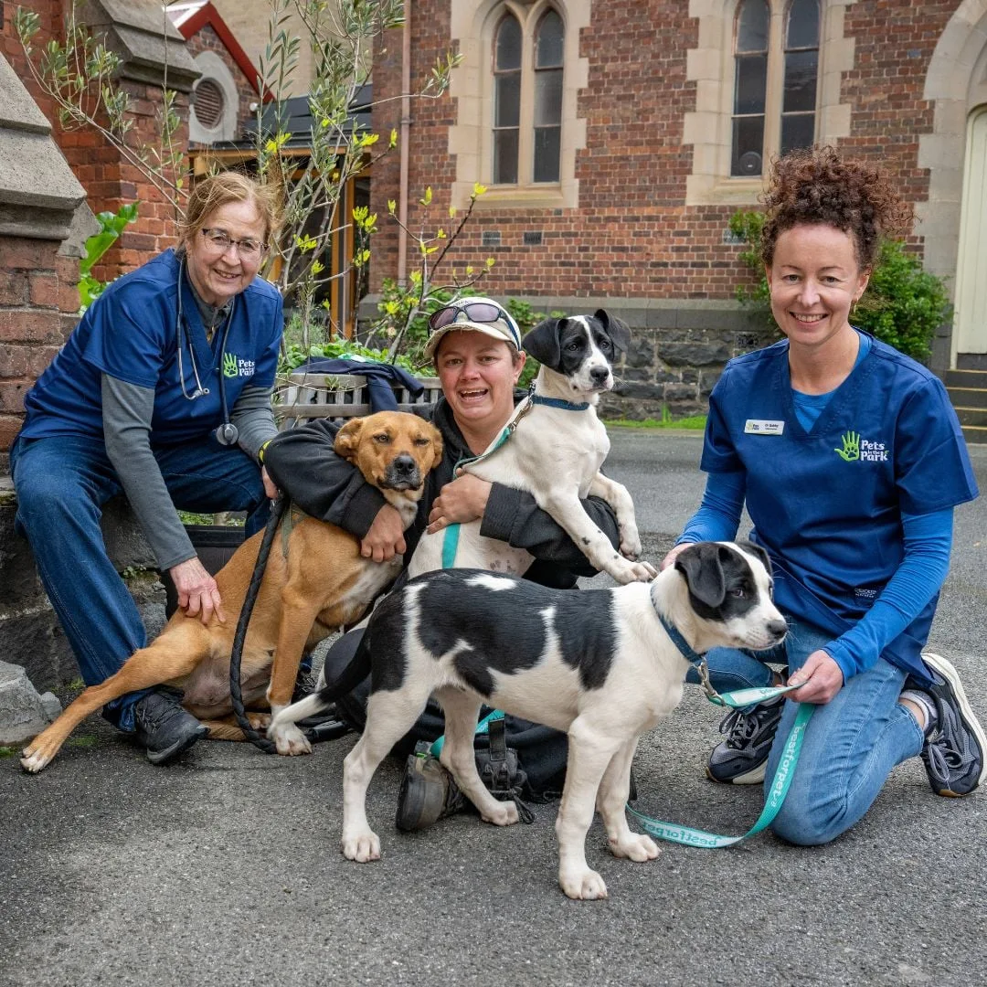 ARC volunteers working together to help animals
