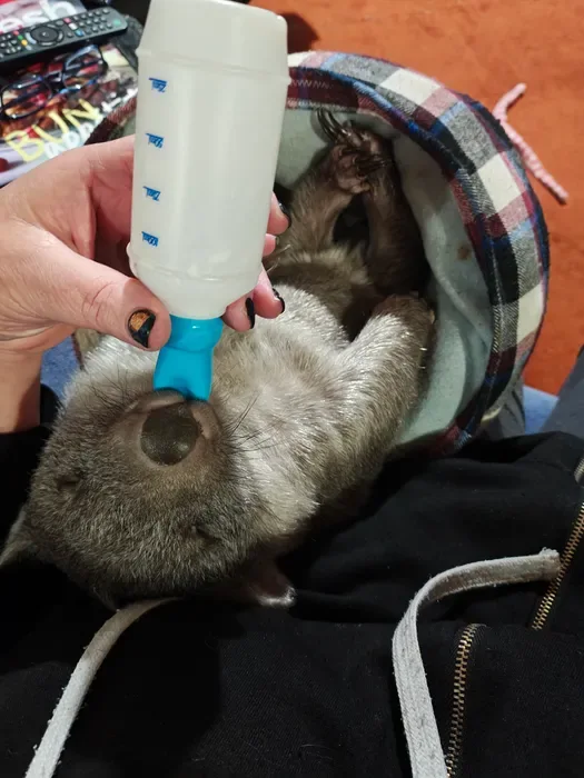 A young wombat being bottle-fed in a fabric pouch