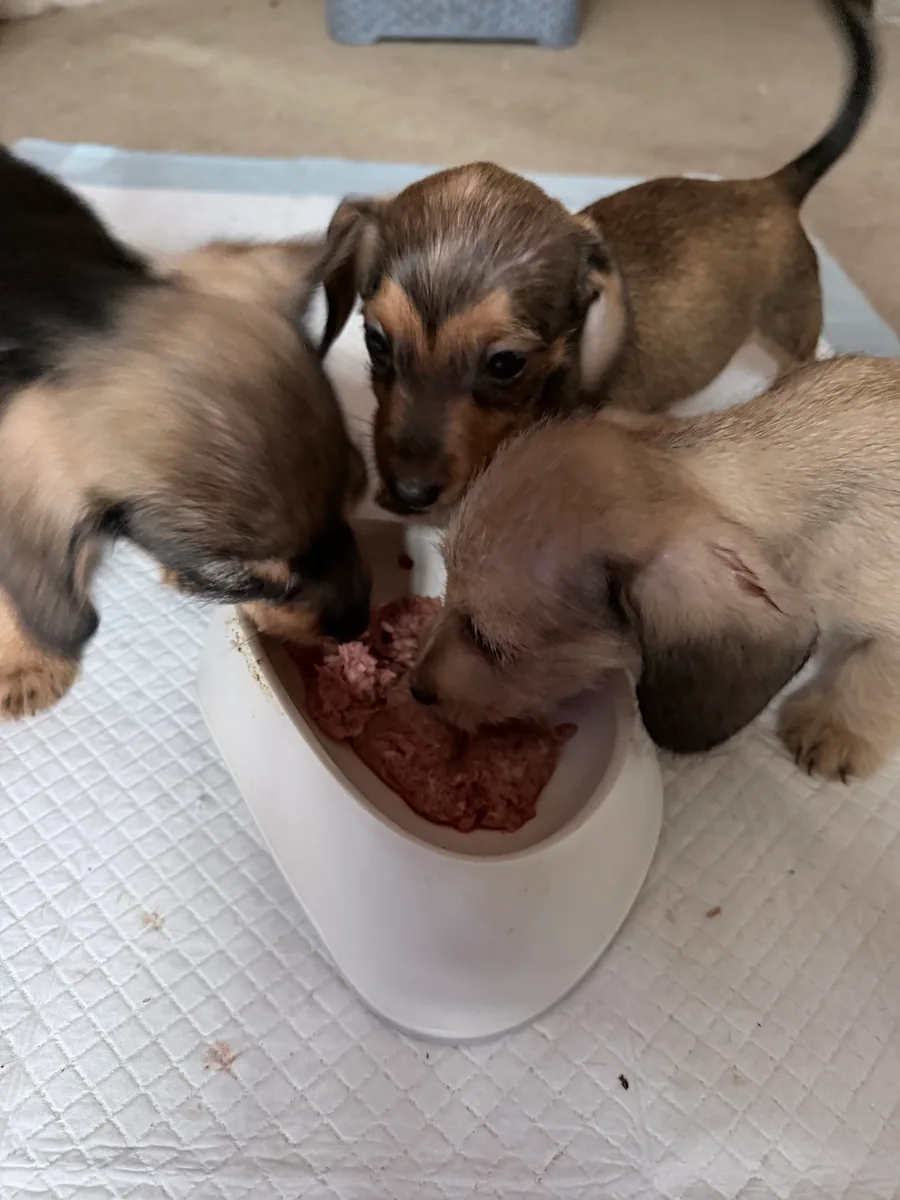 Young puppies sharing a bowl of food